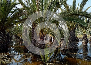 Flooded palm trees gardens gota fria Ã¢â¬â cold drop September 2019aftermath, Orihuela coast photo